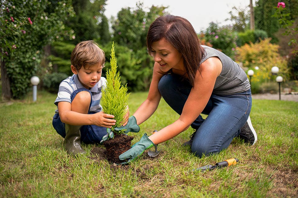 Tree Plantation