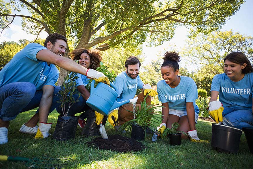 Tree Plantation